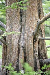 KK官方对战平台新图推荐！生存图迷绝不能错过，每局都像开盲盒！